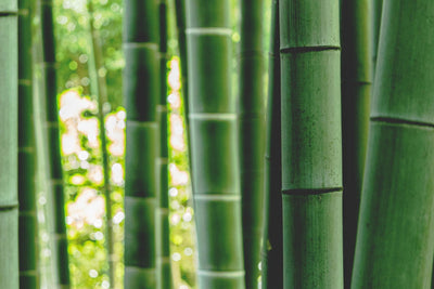 Bambou durable